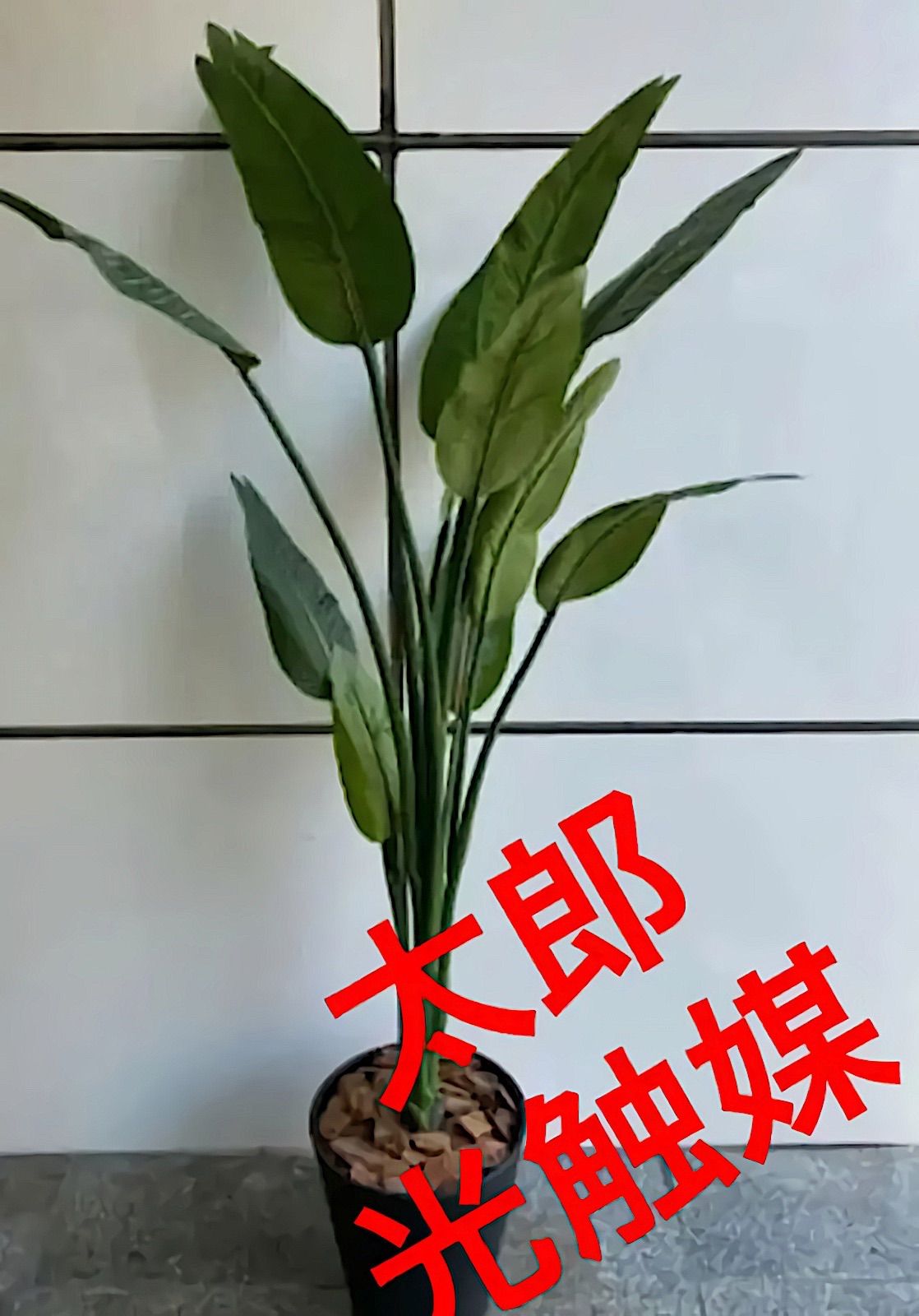 Makachef様用 種にんにく10キロ