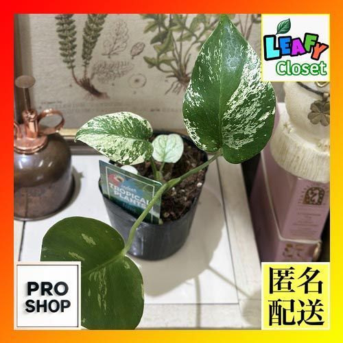 【現品】ユッカ・グロリオサ・バリエガータ　8号　白鉢　（4） 園芸ネット本店｜ユッカ：グロリオサ バリエガータ 8号鉢植え の通販