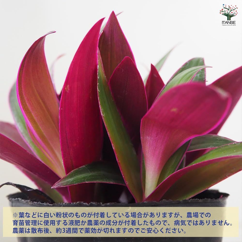 熱帯植物 リーフ