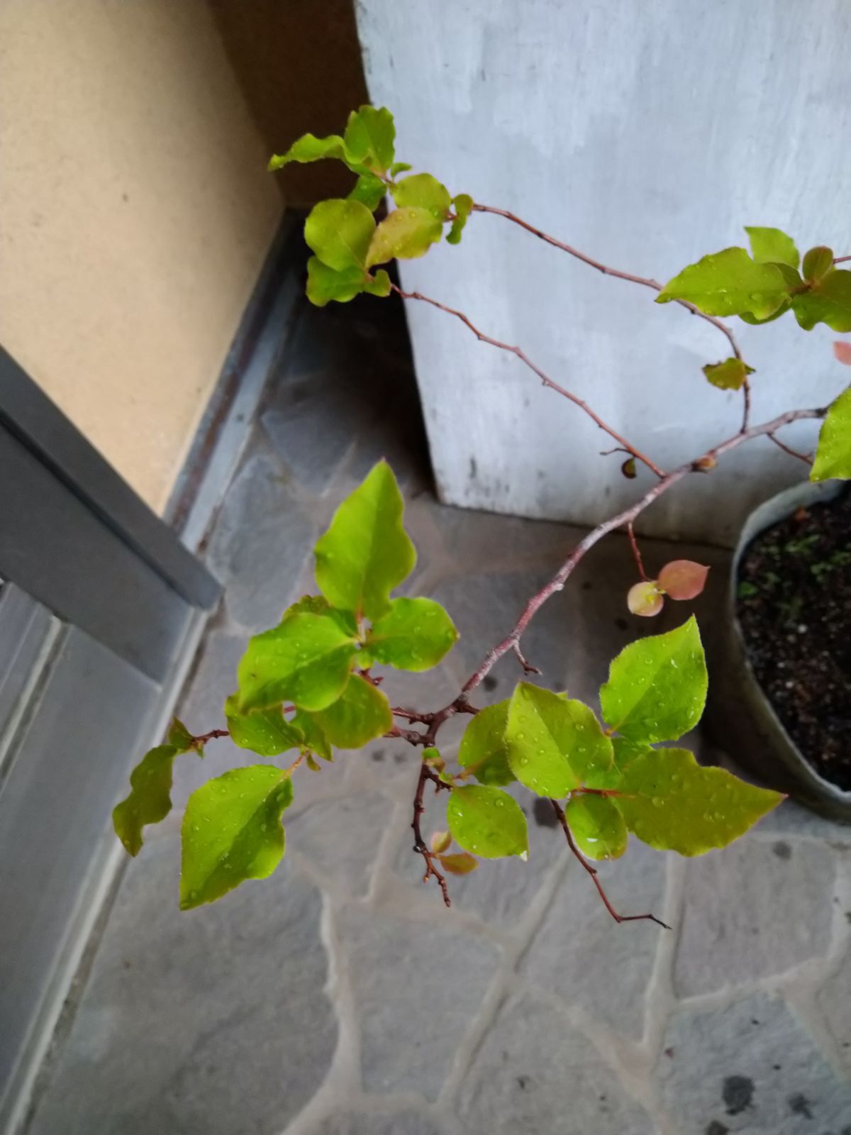 優雅で繊細な樹形 希少 ナツハゼ 株立 533 樹高1.0m位 良品 良株 夏櫨