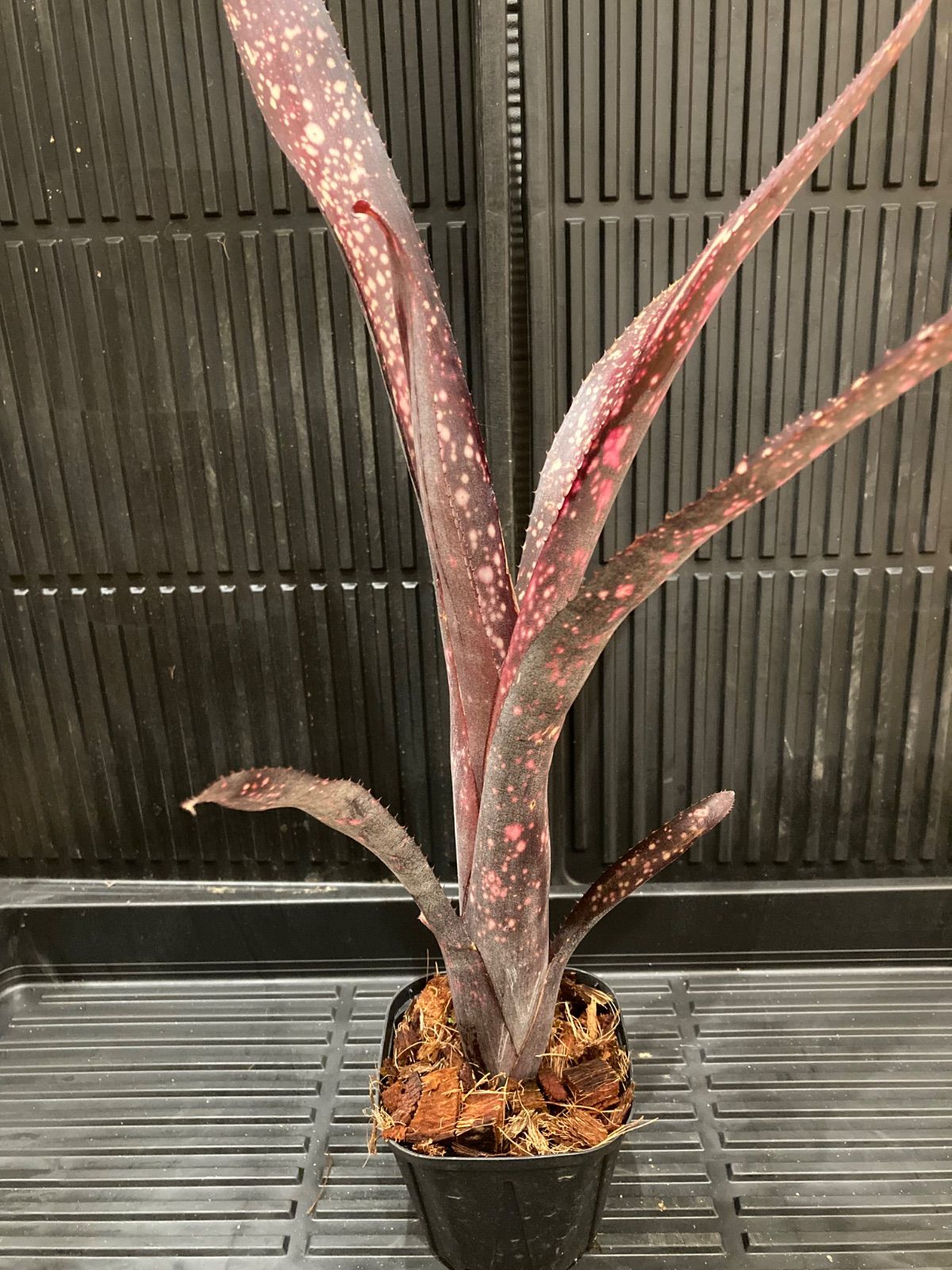 エクメア Aechmea chantinii 'Black Select' 送料無料】Aechmea