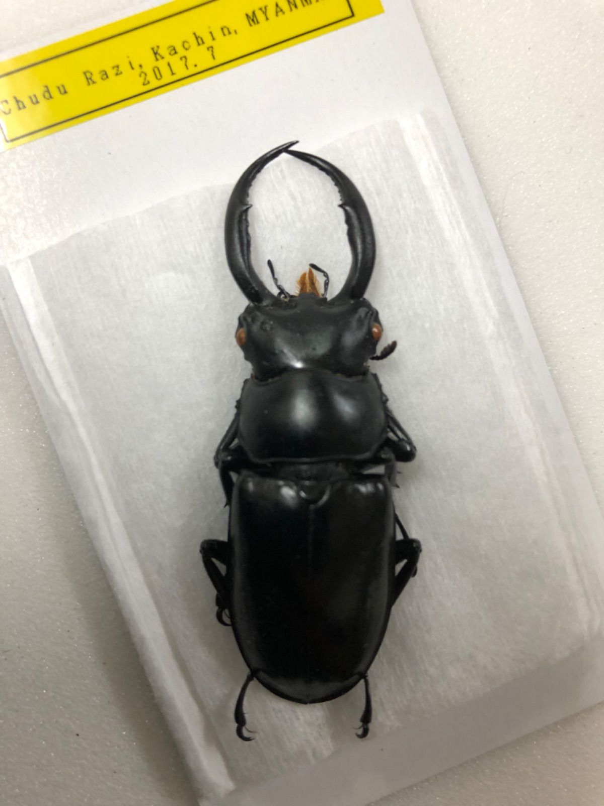 昆虫標本☆ミャンマー産ウエストウッディオオシカクワガタ♂58