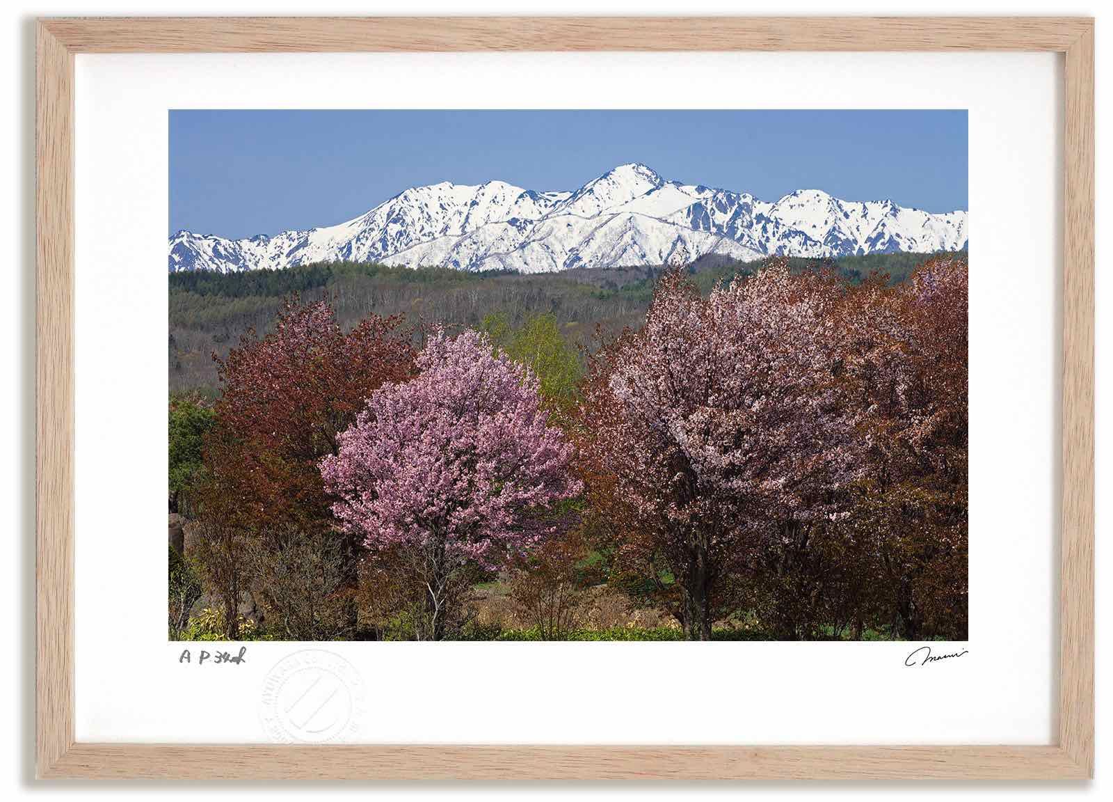 アートフォト 絵画 桜と芦別岳 高橋真澄/インテリア 額入り 額装込 風景画 油絵 ポスター アート アートパネル リビング 玄関 プレゼント モダン アートフレーム 飾る Mサイズ おしゃれ 壁掛