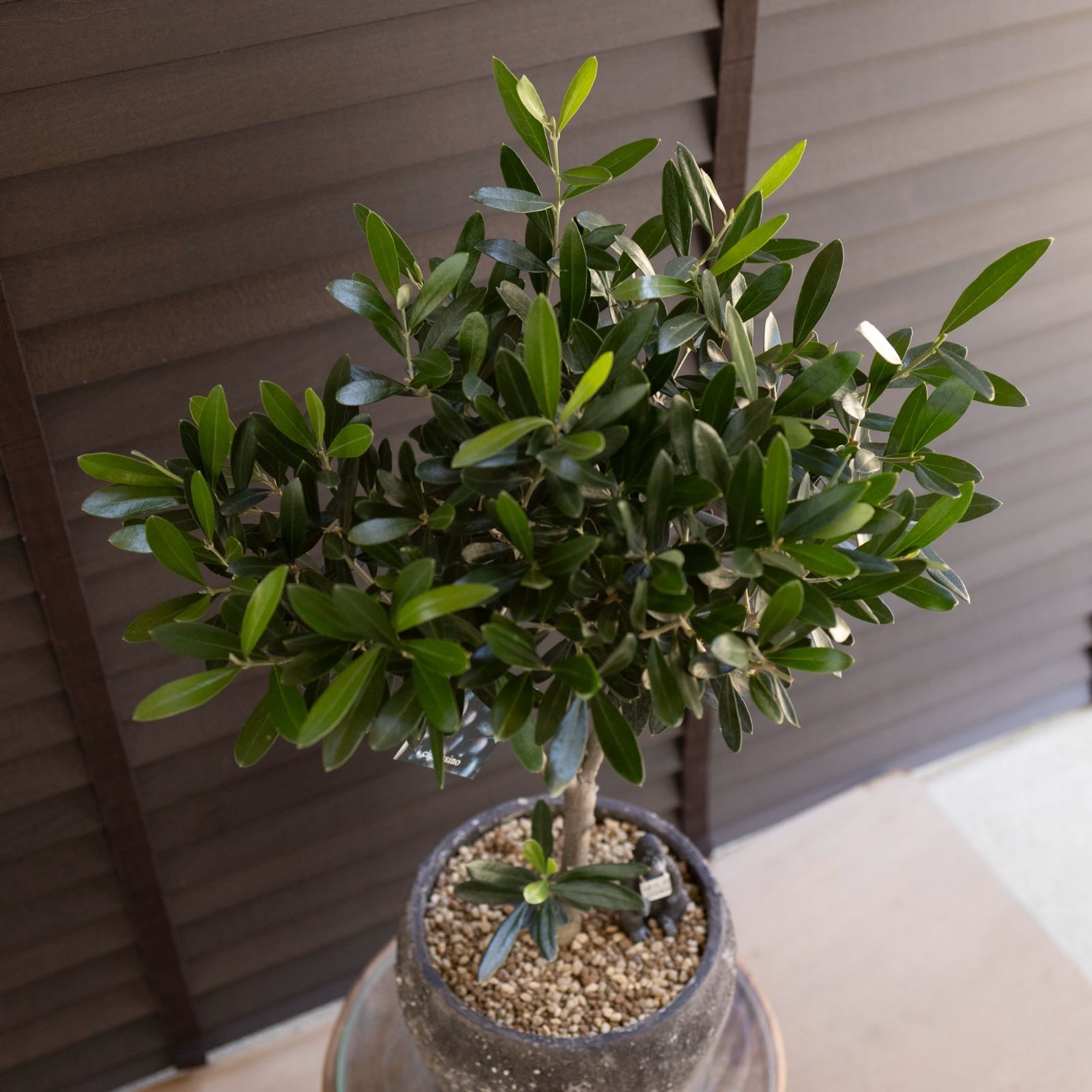 創樹　オリーブの木　7号　souju 【シプレッシーノ】 陶器鉢　植え込み 創樹 Olive オリーブの木 7号 セメント鉢 SOUJU Cipressino