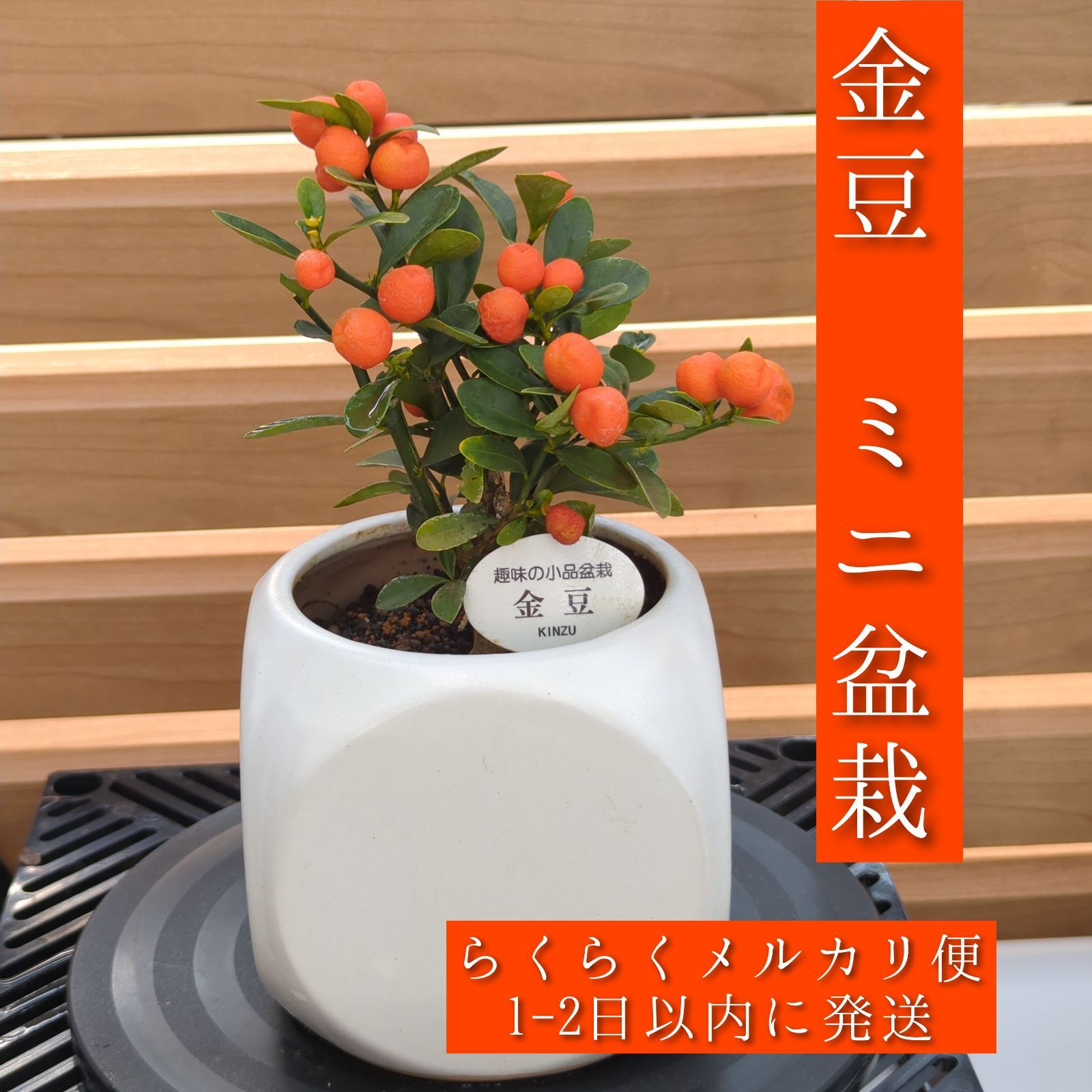 亦盆栽」金豆 キンズ 小品盆栽 亦盆栽」金豆 キンズ 小品盆栽