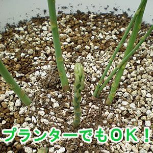 新潟県産