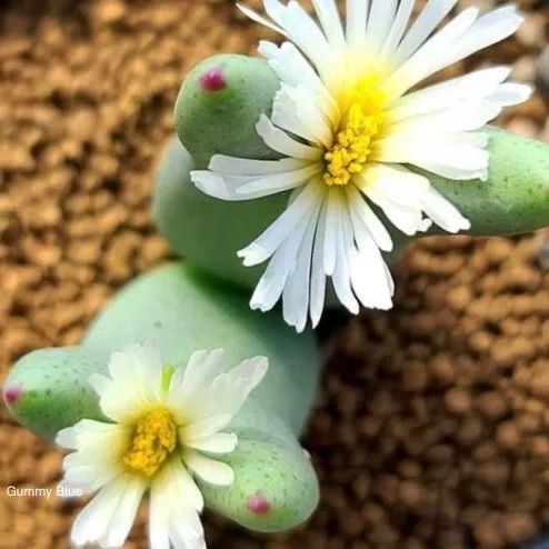 多肉植物 コノフィツム ビロブム レウカンタム Conophytum