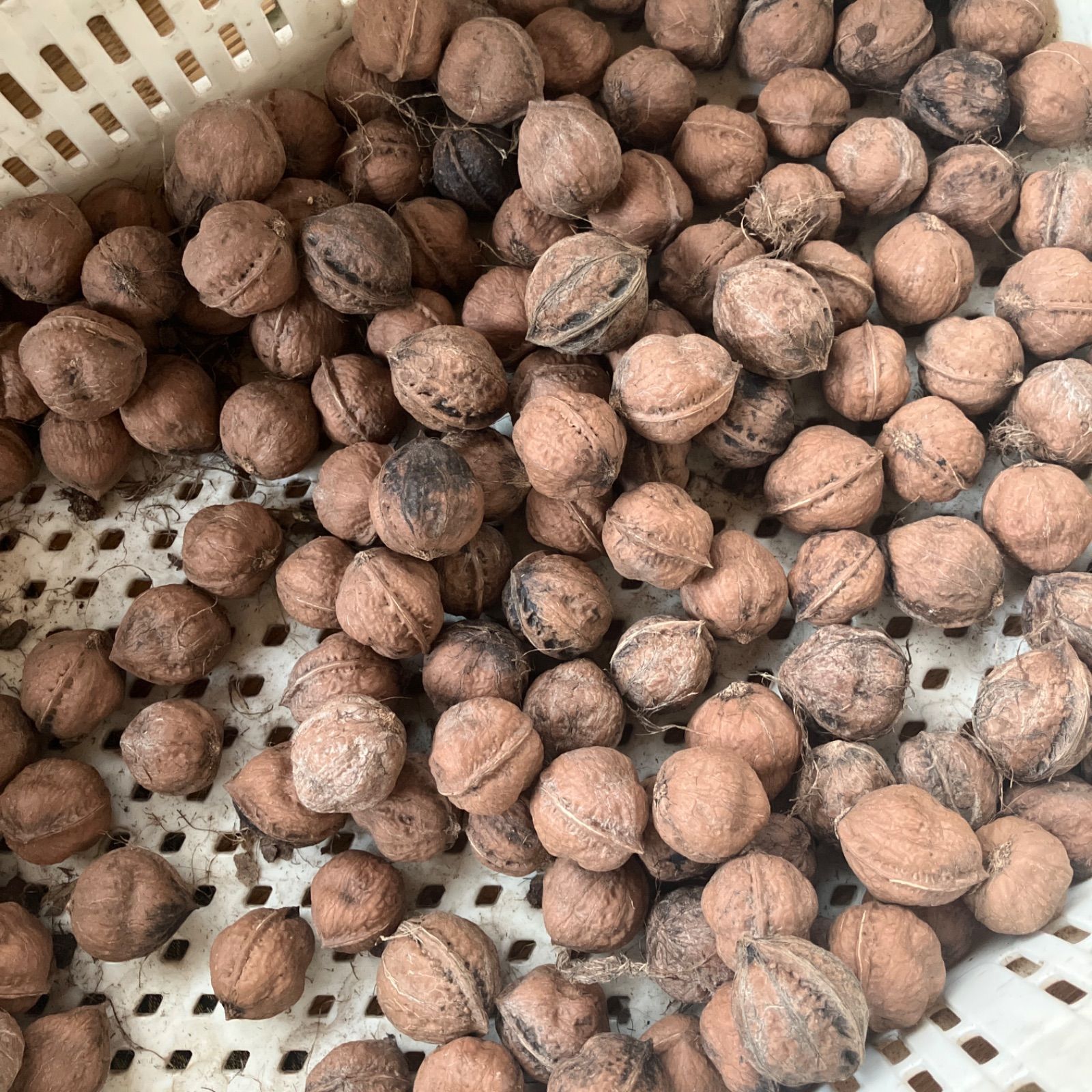 匿名発送】山形県産鬼胡桃 オニグルミ 800g 箱いっぱい 殻付き