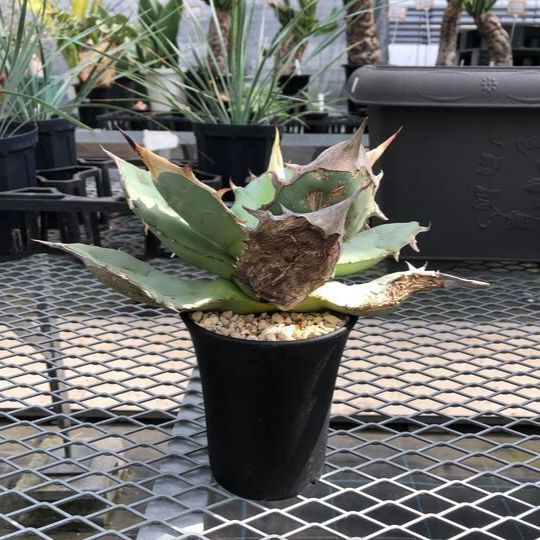 一点物 アガベ チタノタ オテロイ オアハカ産 発根確認済 現地株