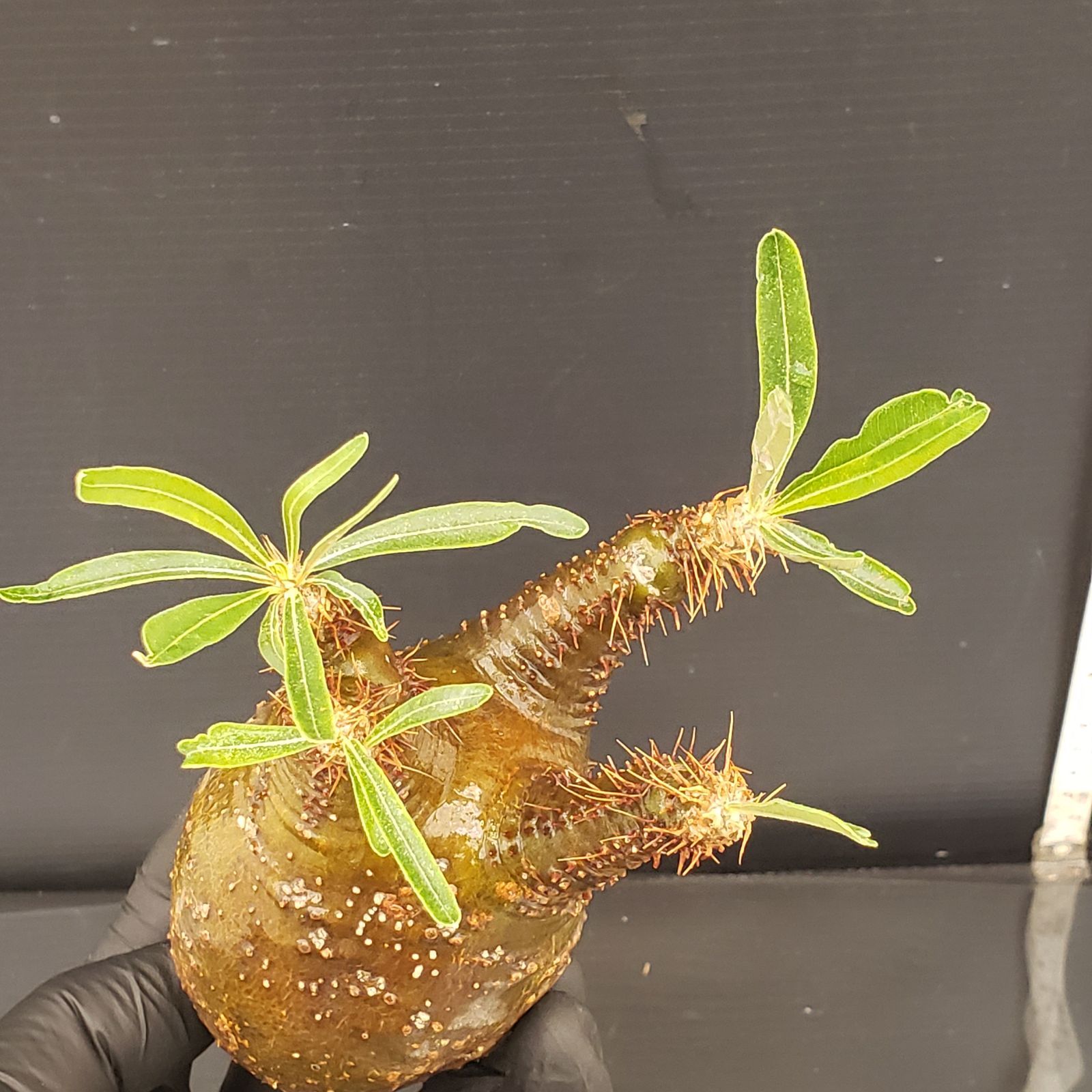 S249【自社養生・発根株】Pachypodium グラキリス（SS）（現地球