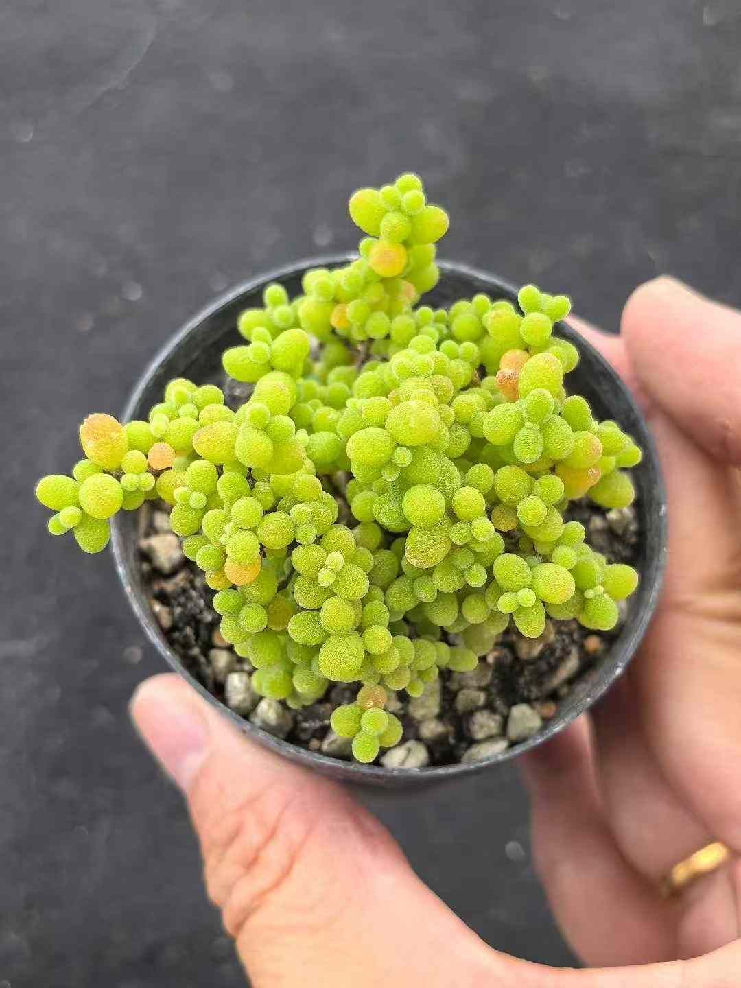 32鉢の土鉢付きセット ドロサンテマム グロボーサム 多肉植物 佐川急便発送 エケベリア 韓国苗 MY734