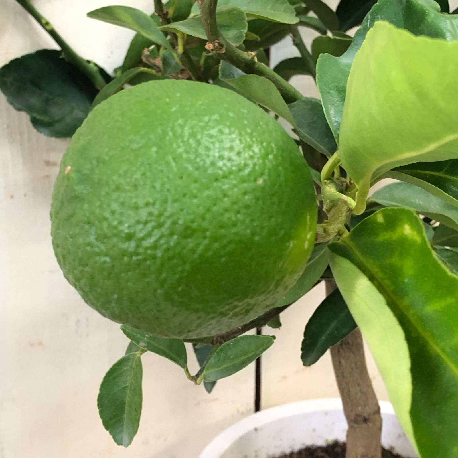 ライム7号鉢 - メルカリ