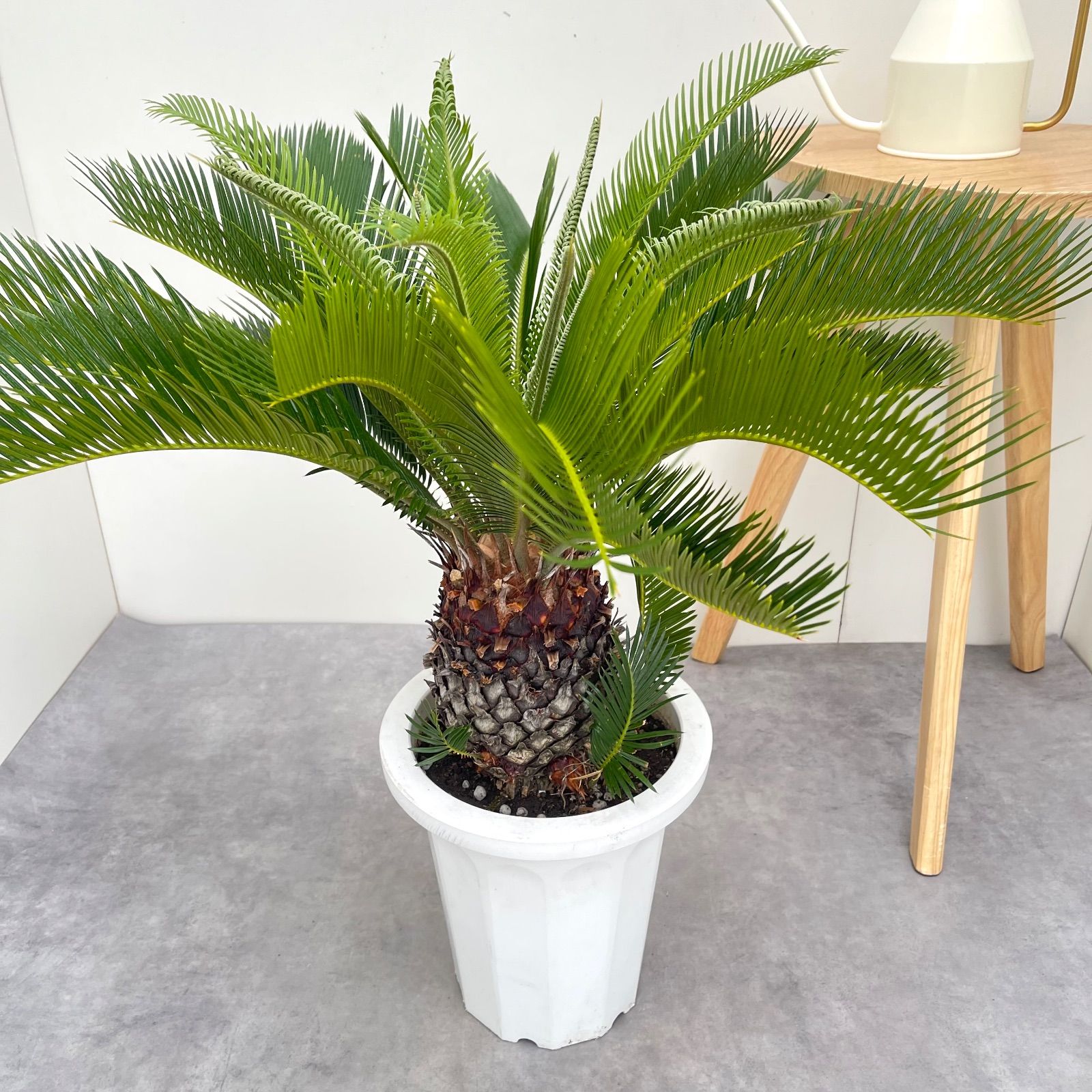 ソテツ 蘇鉄 現品 ドライガーデン 観葉植物 屋外 大型 YUZUMIYA_COM