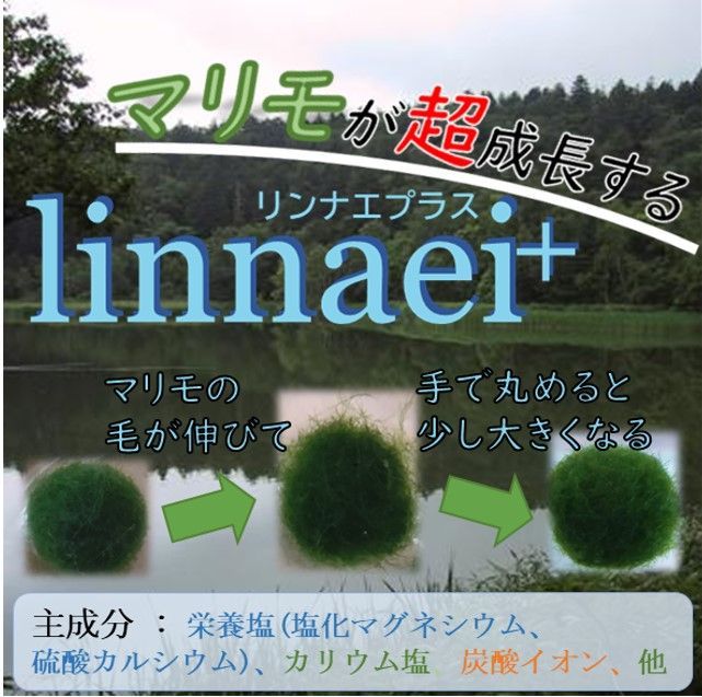 【linnaei+まりも付き】アクアリウム　水草　NOTおみやげ価格