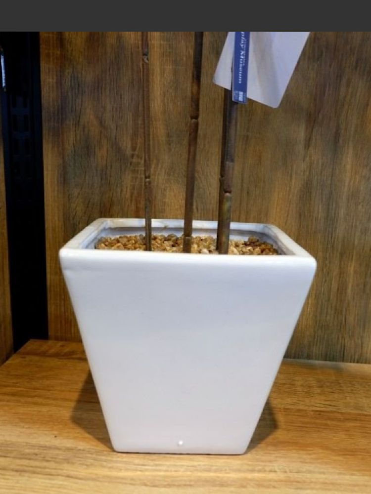 光触媒　人工観葉植物　ウォールグリーン　造花　インテリア　ベンジャミンバロック7 光触媒 人工観葉植物 ウォールグリーン フェイクグリーン ベンジャミン