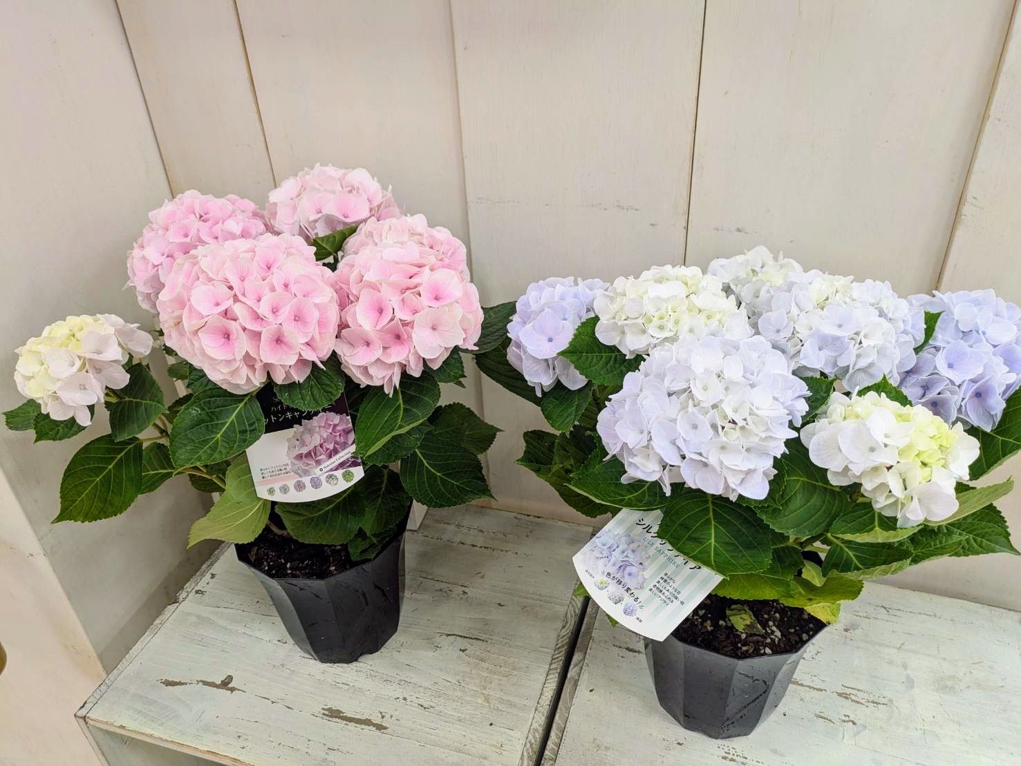紫陽花