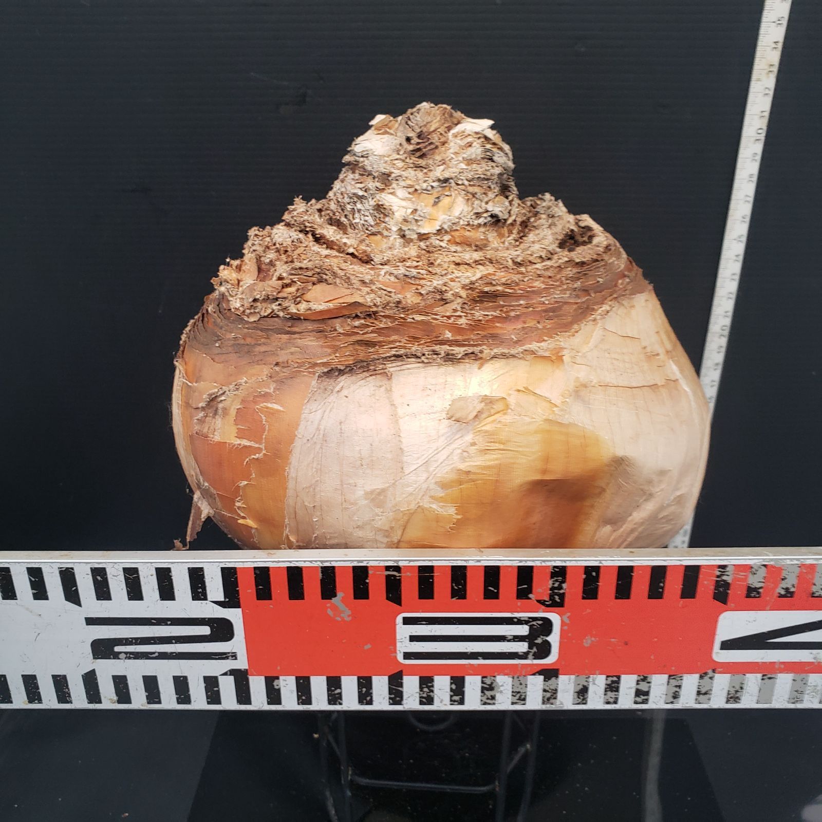 Z405 最新到着 Boophane ハエマンソイデス 現地球 抜き苗 球根植物 ブーファン ハエマンソイデス