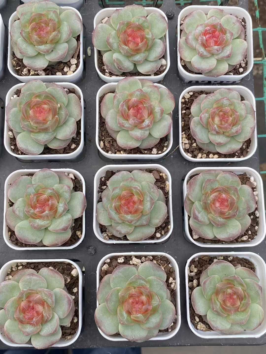 25株の抜き苗セット スウィートティー単頭 多肉植物 佐川急便発送 エケベリア 韓国苗 MY431 WWW_GEBZETESISAT_COM_TR