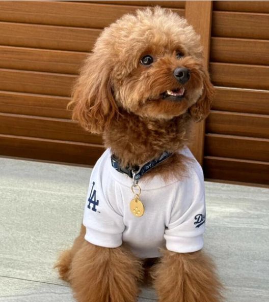 MLB公式 大谷翔平選手モデル 犬用ユニフォーム 野球 Tシャツ L MLB公式 大谷翔平選手モデル 犬用ユニフォーム 野球 Tシャツ L