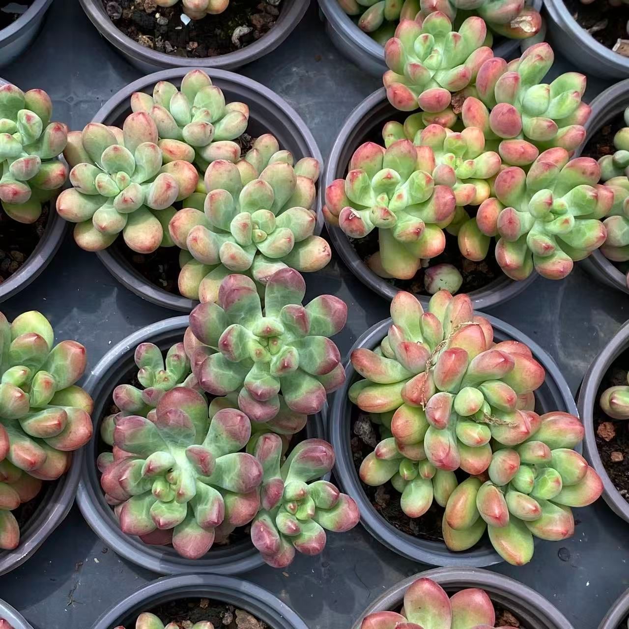 多肉植物 韓国苗 エケベリアmix苗 ゆうパック発送 1セットのみ‼️ 多肉植物 韓国苗4種セット 多肉植物 Dia Lily 通販 16750066