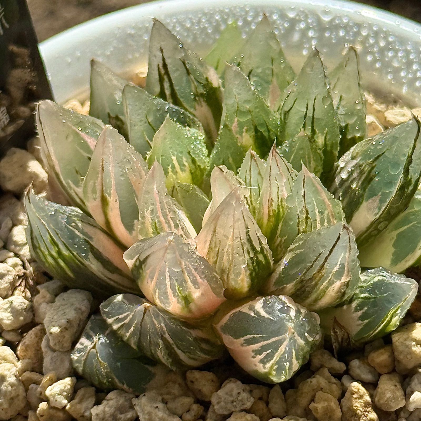 得々セット ブルーレイオブツーサH1872 龍爪オブツーサ錦H1871 YUZUMIYA_COM