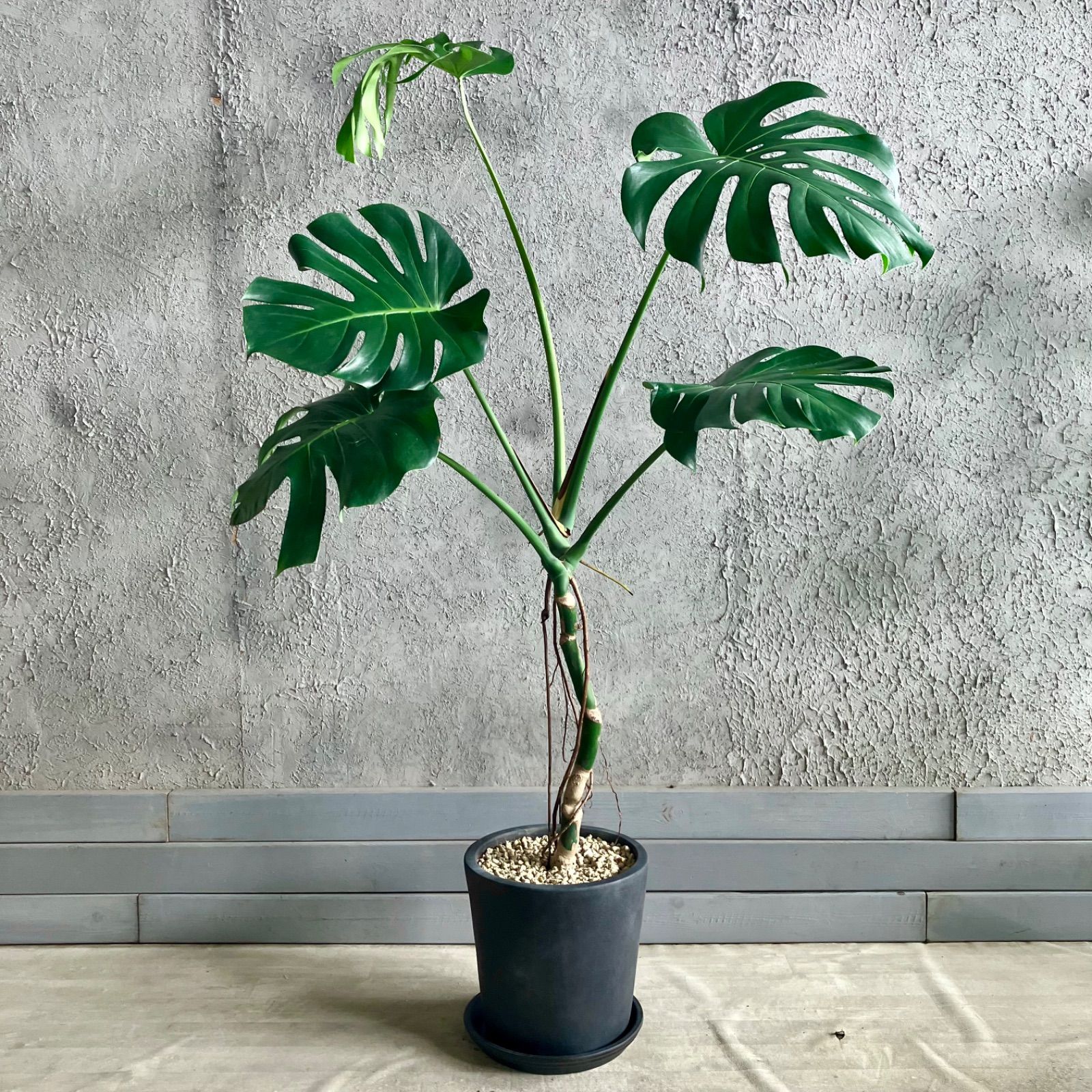 モンステラ　デリシオーサ　10号鉢 大型 根上がり モンステラ デリシオーサ 10号 テラコッタ鉢植え