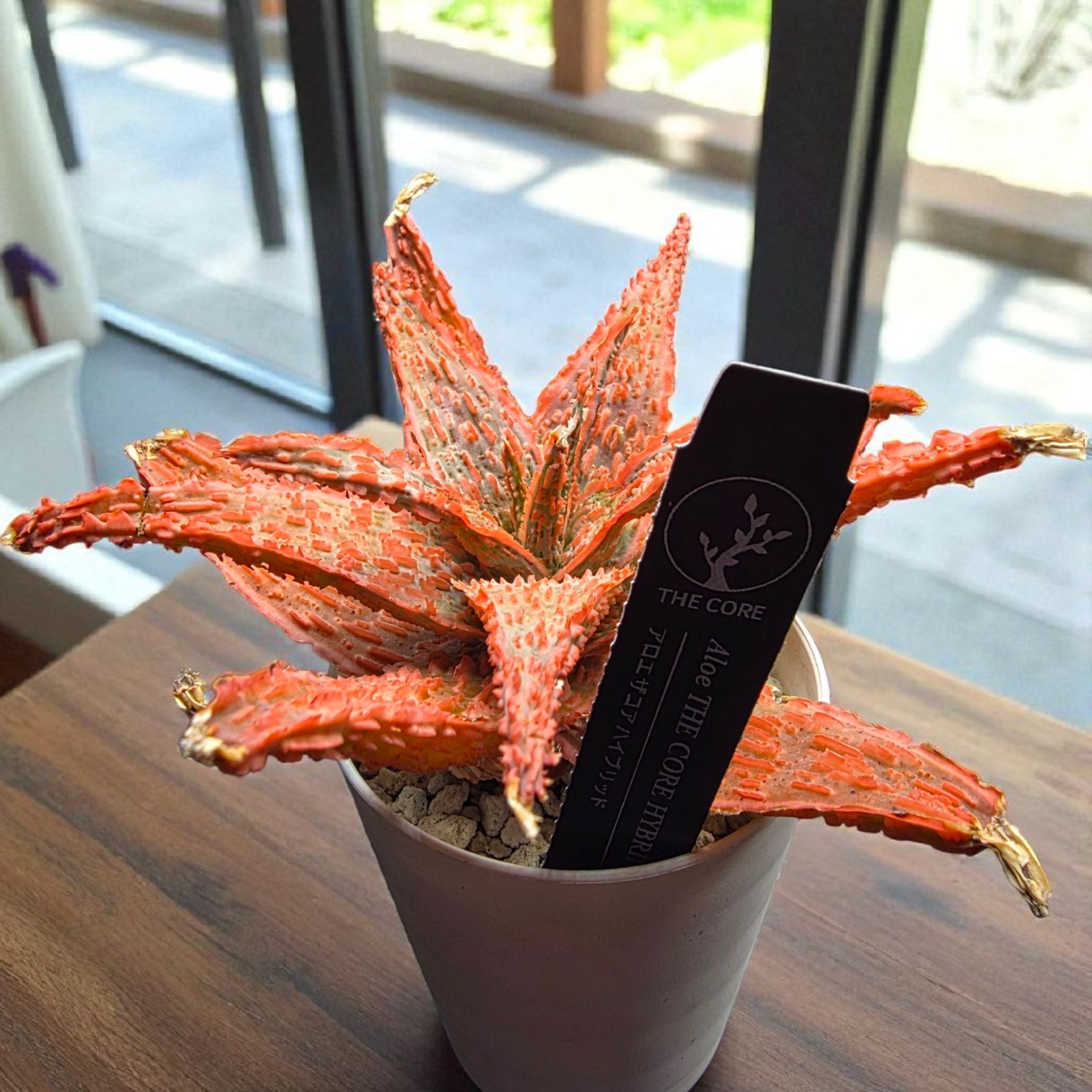 THE アロエ CORE カスティロニアエ 株 ハイブリッド #3 ザコア Aloe