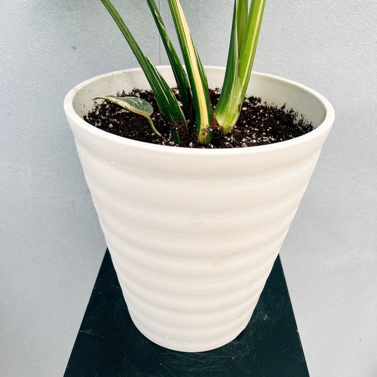 在庫］【希少】モンステラ 斑入り レア 観葉植物 室内 鉢受け皿付き