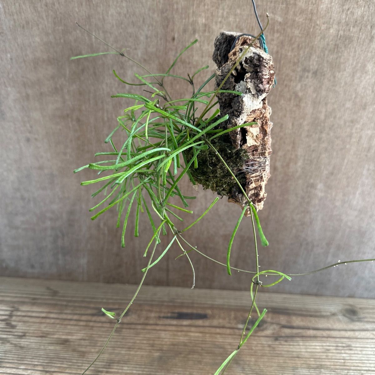 ホヤ クミンギアナ斑入り・ホヤ レツーサ コルク付け 2種セット 現品