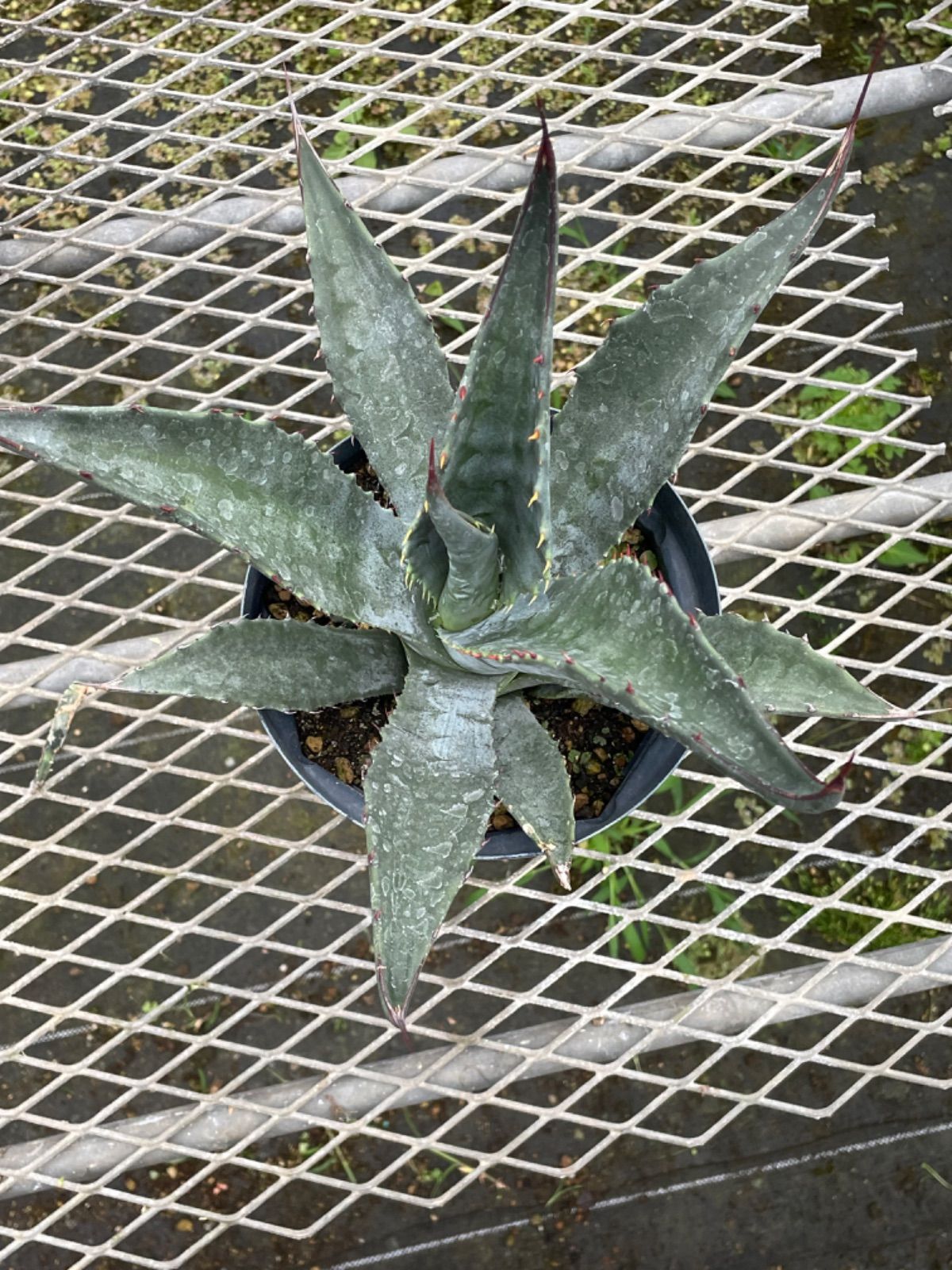 アガベ プロトアメリカーナ Agave americana subsp. protoamericana