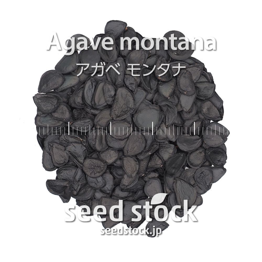 植物種子３種 計130粒