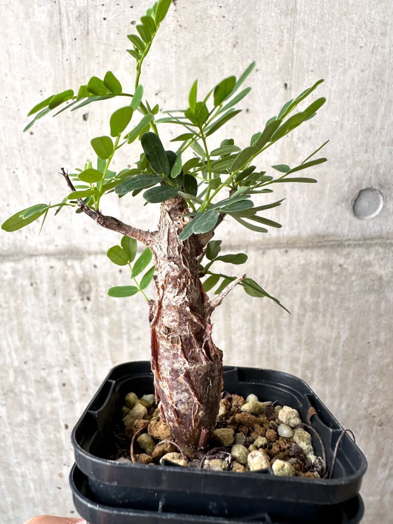 センナ メリディオナリス 実生