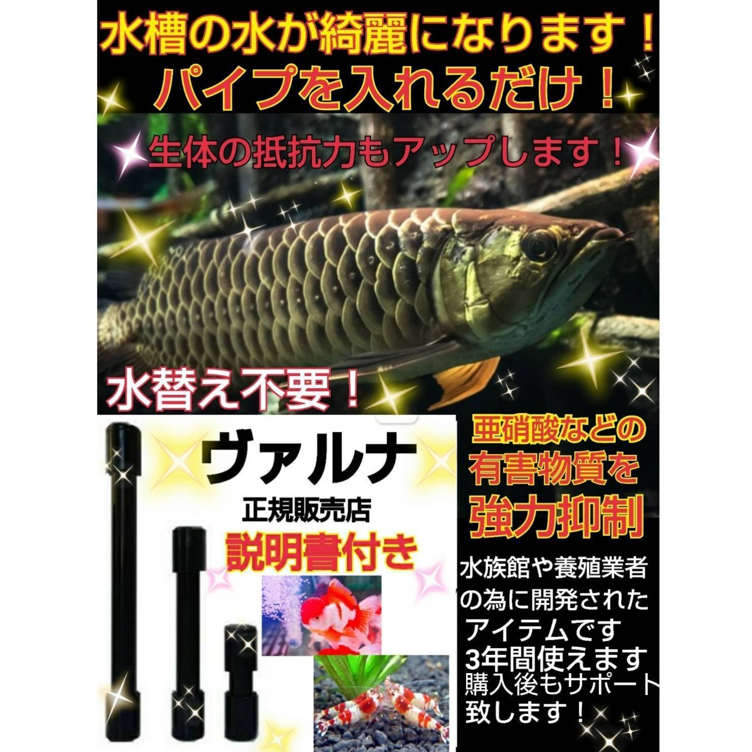 水槽の水が綺麗になります【ヴァルナミニ15㎝】水替え不要で透明度を