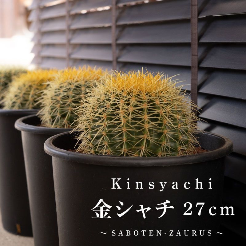 金鯱 サボテン 大サイズ 27cm 黄金色 多肉植物 ドライガーデン 金