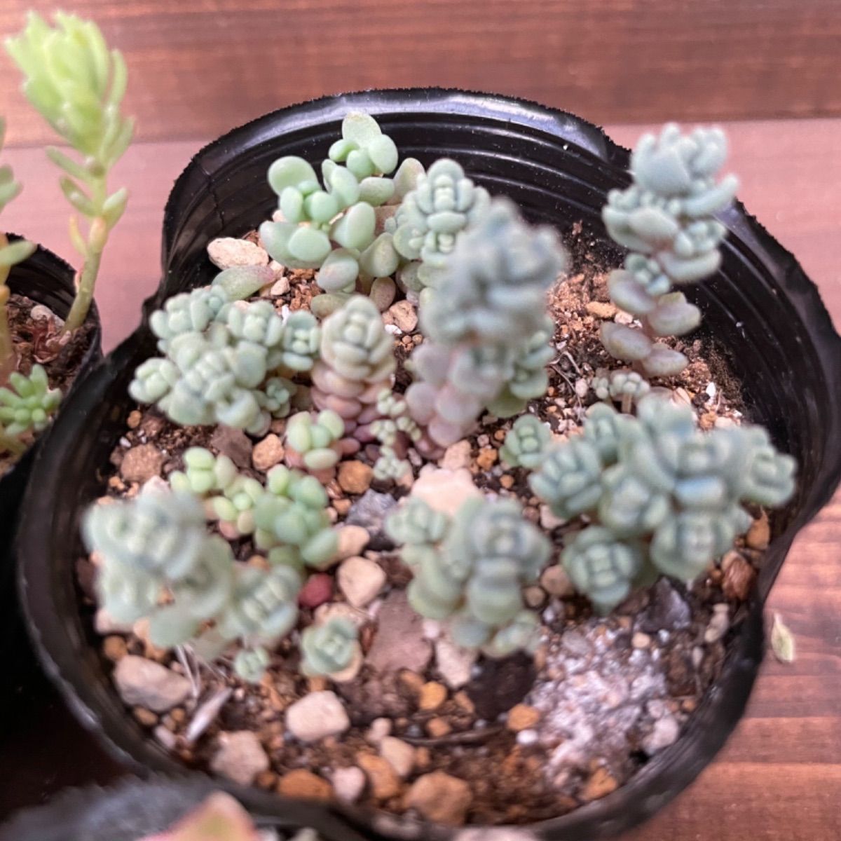 多肉植物 セダム抜き苗 6センチポット 4個プラス1個お楽しみ