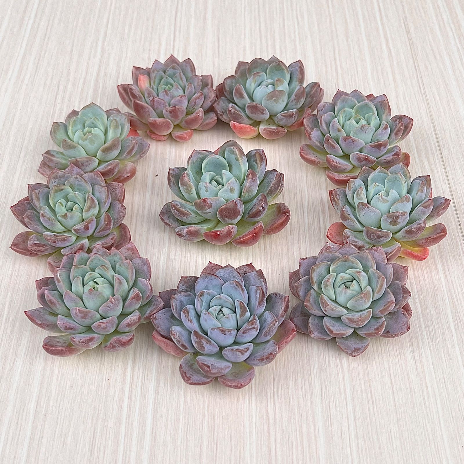 多肉植物 ドリームアニー 韓国苗 - メルカリ