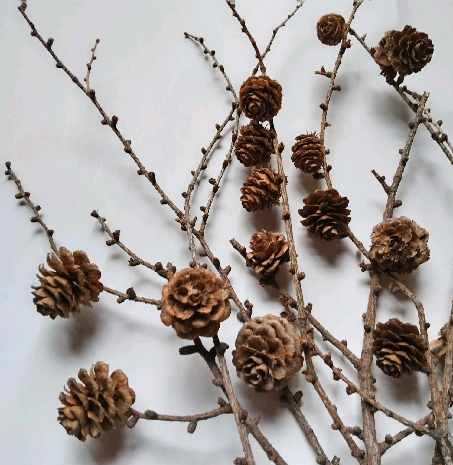 枝付き松ぼっくり(100個) カラマツ 自然 リース 工作 着火剤 送料無料