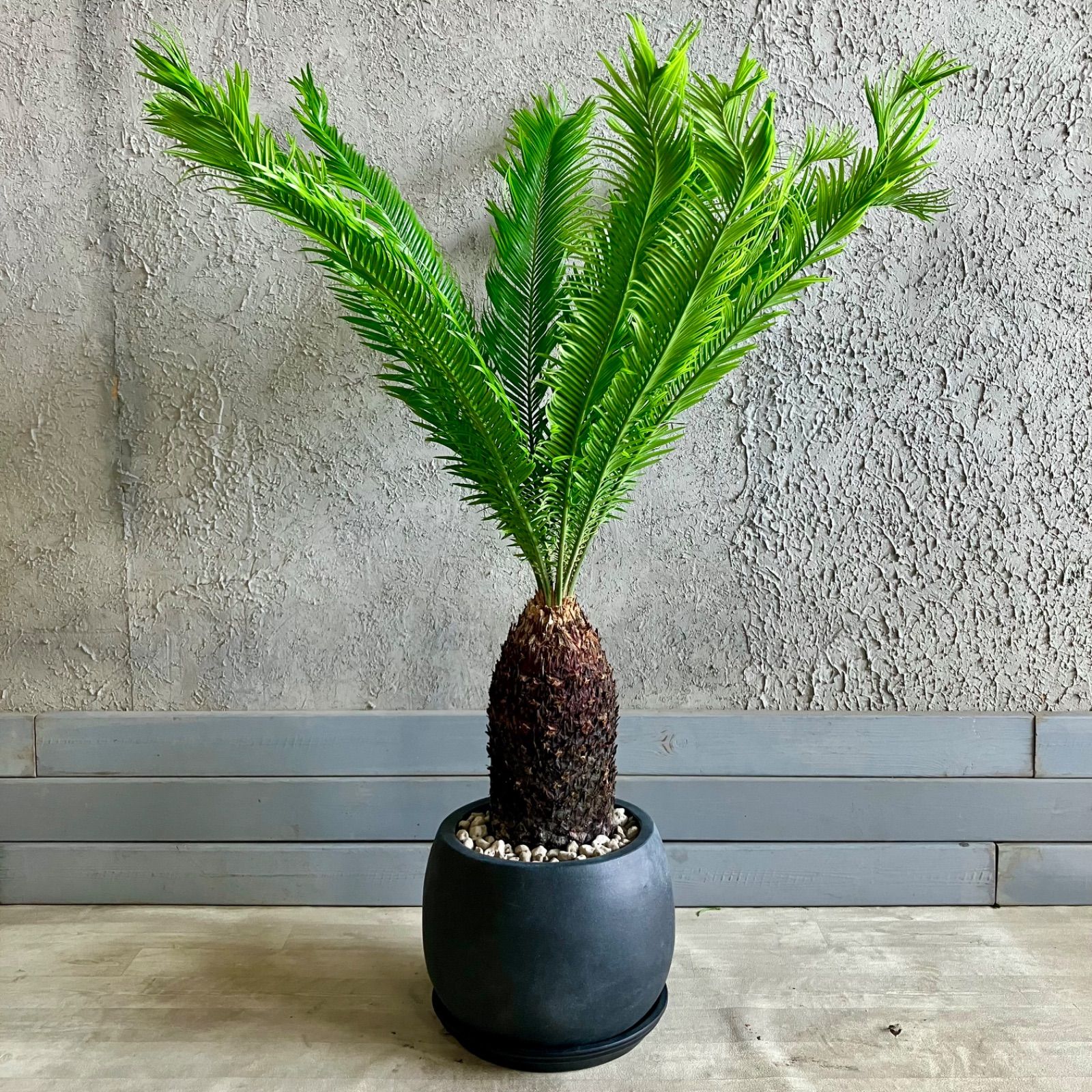 蘇轍　ソテツ　8号　65cm ソテツ 蘇轍 8号 テラコッタ鉢植え アンティーク風 受け皿付き