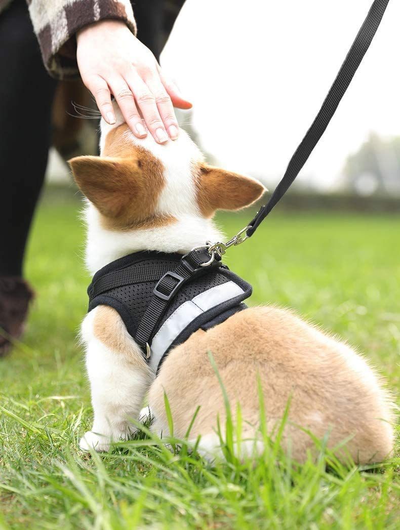 サイズ:Sサイズ(x1)_色:ブラック】犬猫兼用 小型犬 首輪 ウサギ ソフト