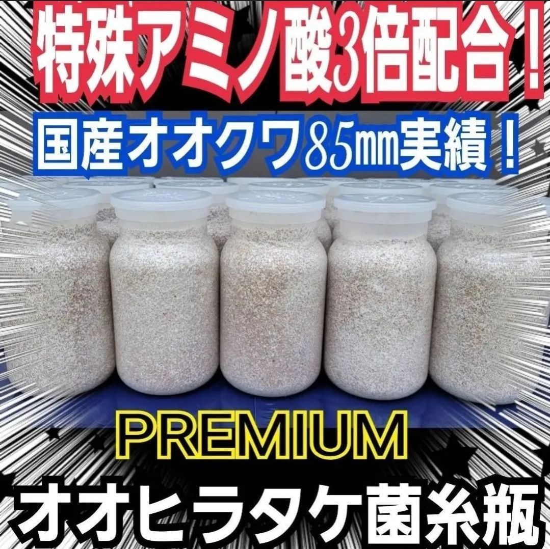 クワガタ幼虫が大きくなる 特選オオヒラタケ菌糸瓶 12本セット トレハロース キトサン ローヤルゼリー入り 特殊アミノ酸強化配合 オオクワガタ ヒラタ ノコギリ ニジイロに