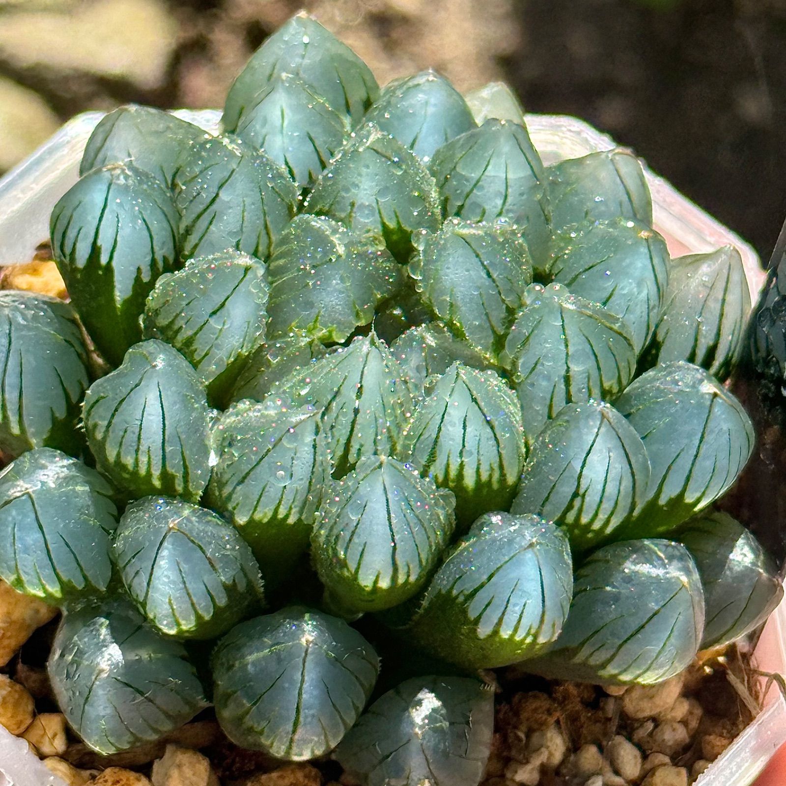 得々セット ブルーレイオブツーサH1872 龍爪オブツーサ錦H1871