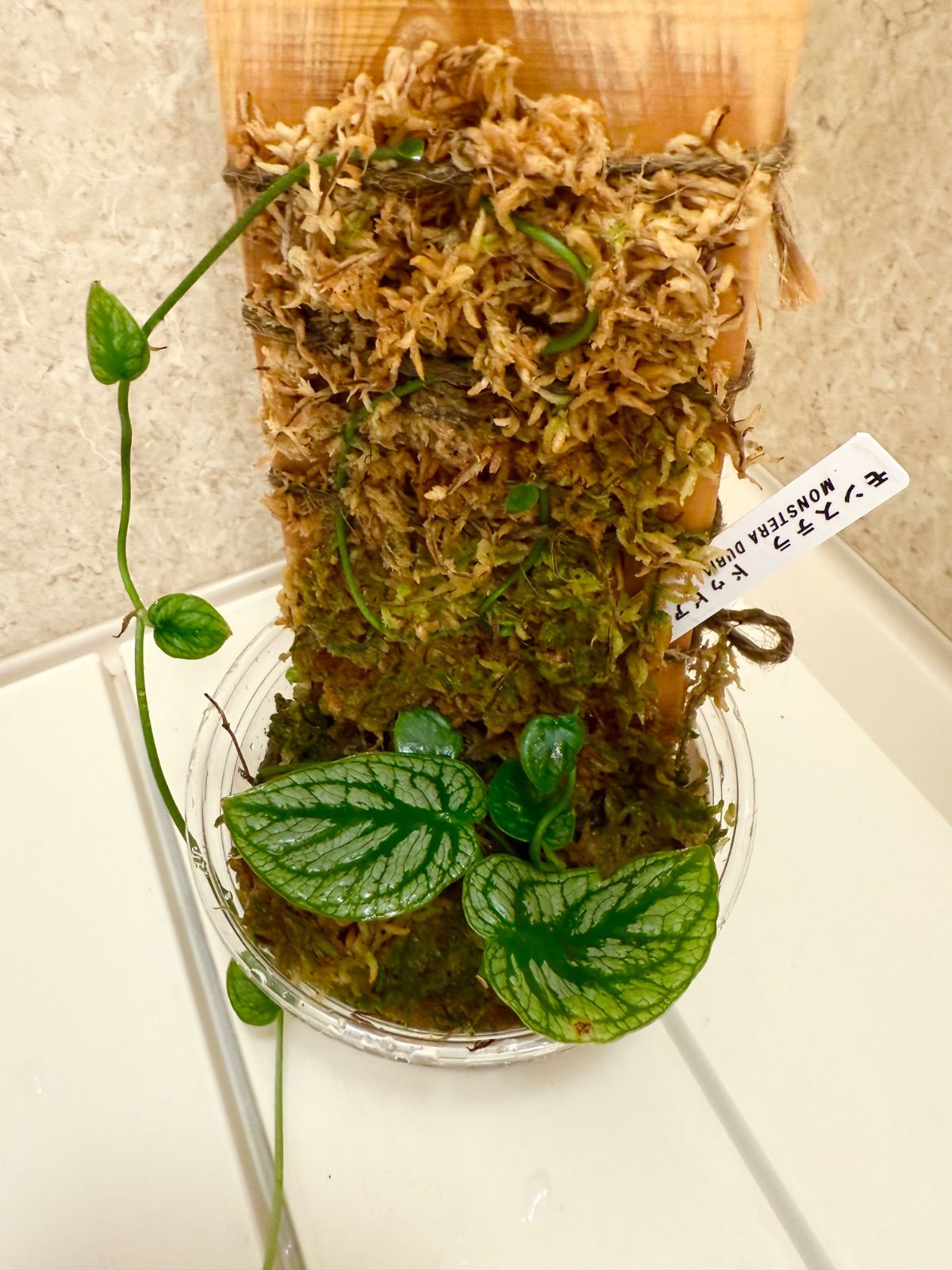 モンステラ ドゥビア 特大 モンステラ デュビア 8号鉢 特大 モンステラ