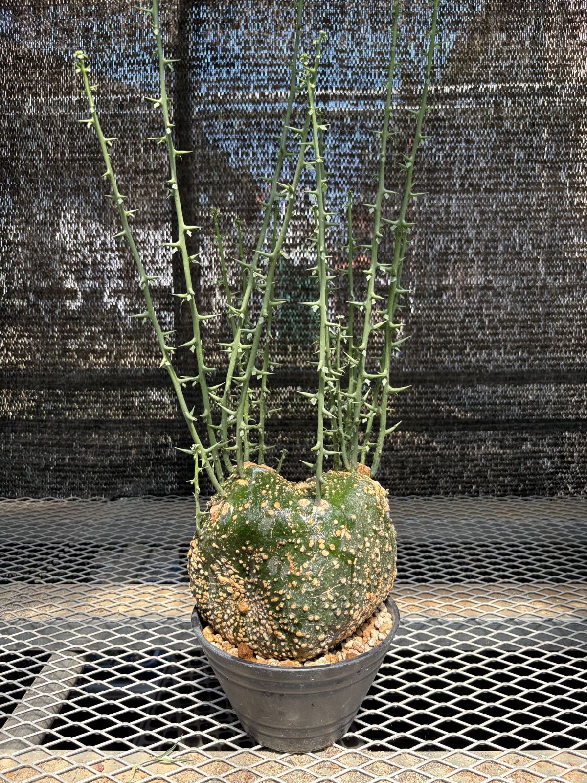 アデニア　グロボーサ　現地球　発根株　発芽 (鉢付き) アデニア グロボーサ 現地球 発根株 発芽 (鉢付き) アデニアグロボーサ