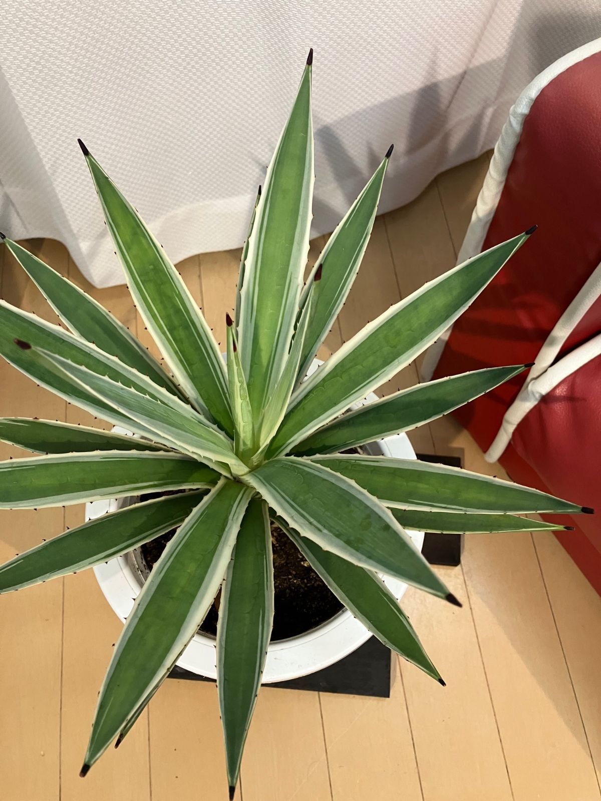 現品】アガベ ハクセンコウ（白閃光） 8号（6） アガベ ハクセンコウ