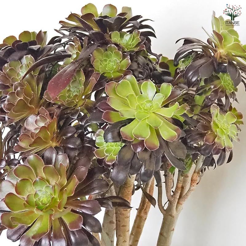 夏に休眠します