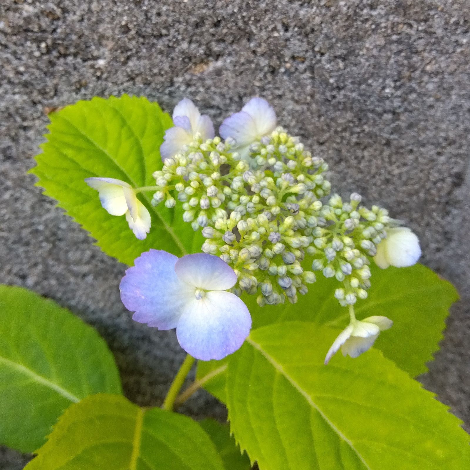 【だいママ】紫陽花　咲き分け　苗　1,044円/苗 だいママ様専用】紫陽花 咲き分け 苗 1,044円/苗
