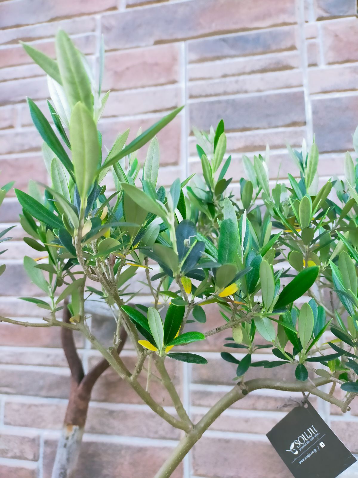 ⑬　オリーブの木souju　『マンザニロ』　6号　最高等級極上品‼️ ⑬ オリーブの木souju 『マンザニロ』 6号 最高等級極上品