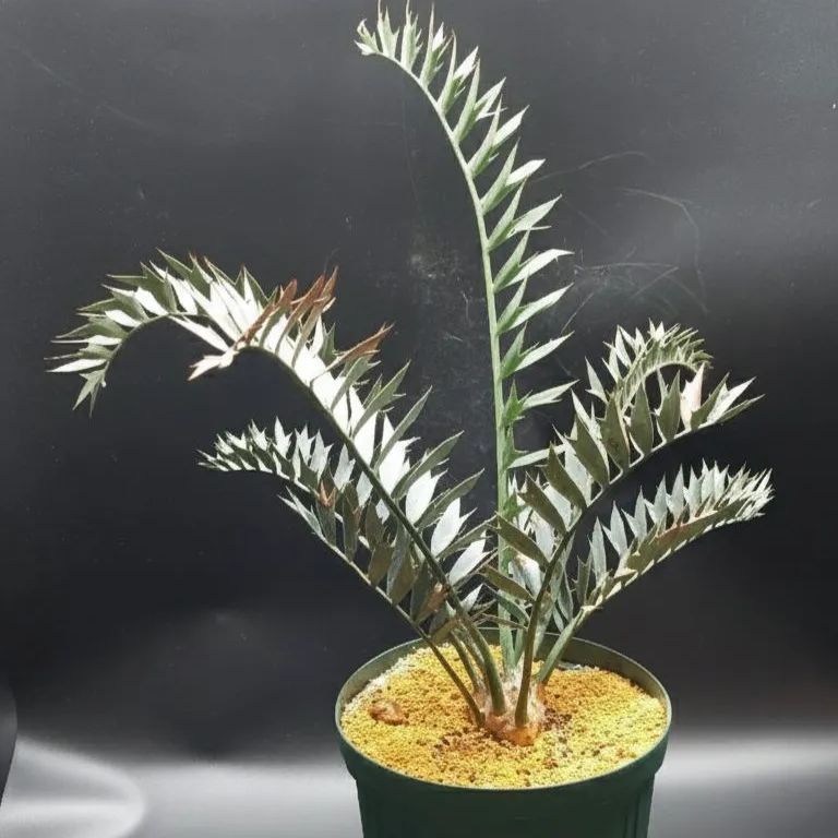 エンセファラルトス ホリダス No.5 エンセファラルトス ホリダス /約5