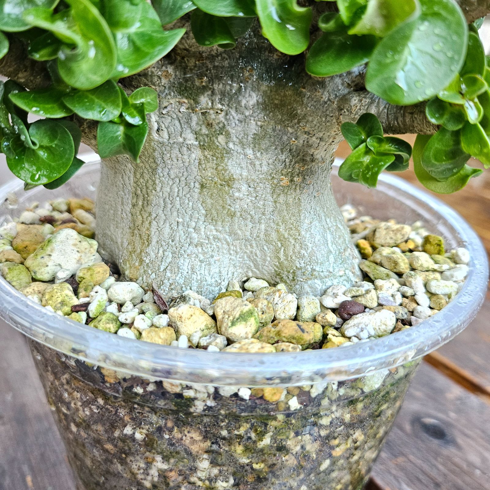 大きいサイズ♡《 Adenium Arabicum D.H.A》アデニウム アラビカム