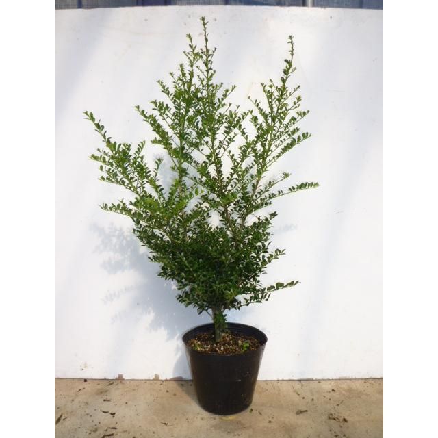 40本セット キンメツゲ樹高0.6m前後15cmポット